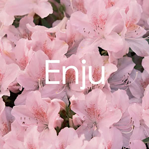 Enju